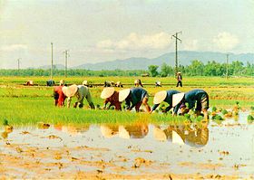 Repiquage du riz près de Tuy Hòa