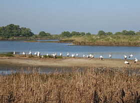 Image illustrative de l'article Parc ornithologique du Teich