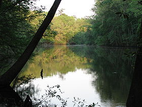 Image illustrative de l'article Parc national de Congaree