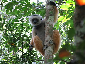 Image illustrative de l'article Parc national d'Andasibe-Mantadia