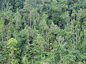 Image illustrative de l'article Parc national d'Aketajawe-Lolobata
