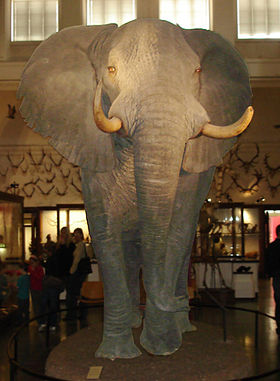 ElefantNaturhistoriskaMuseetGöteborg.jpg
