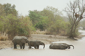 Image illustrative de l'article Parc national du W du Niger