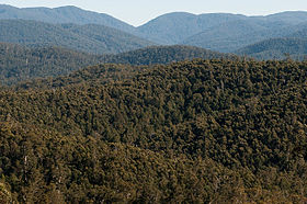Image illustrative de l'article Parc national d'Errinundra