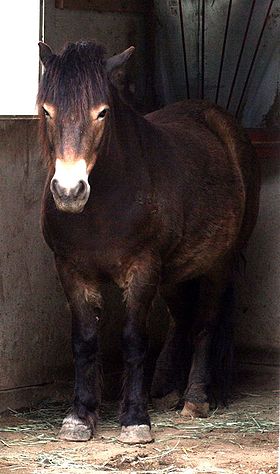 Exmoor Pony.jpg