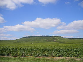 Image illustrative de l'article Réserve naturelle nationale des pâtis d'Oger et du Mesnil-sur-Oger