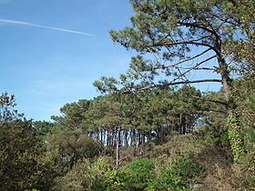 Image illustrative de l'article Forêt de Suzac