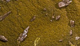 Chervetite sur Francevillite, Mounanan, Gabon (7×4,5 cm)