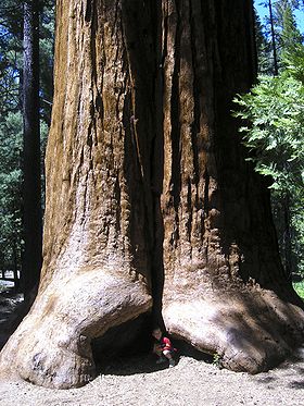 Image illustrative de l'article Giant Sequoia National Monument