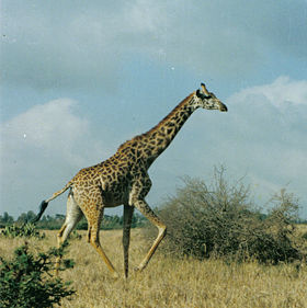 Image illustrative de l'article Parc national de Nairobi