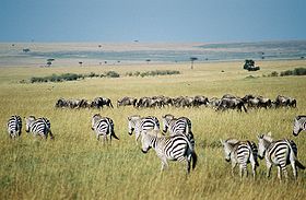 Image illustrative de l'article Réserve nationale du Masai Mara