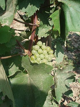 Hárslevelu grapes.jpg