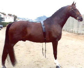 Hackney Horse Stallion CANADANCE.jpg