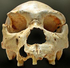 Crâne d’Homo heidelbergensis de la Sima de los Huesos, mis au jour en 1992