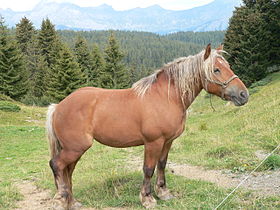 Horse Col des Saisies F.JPG