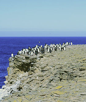 cormorans impériaux sur la côte de l'île des Lions de mer.