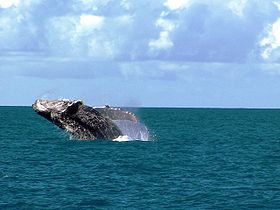 Image illustrative de l'article Parc national marin des Abrolhos