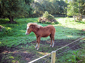 Kerry Bog Pony, Bog Village, Kerry, Ireland.jpg