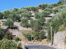 Image illustrative de l'article Huile d'olive de Nice AOC