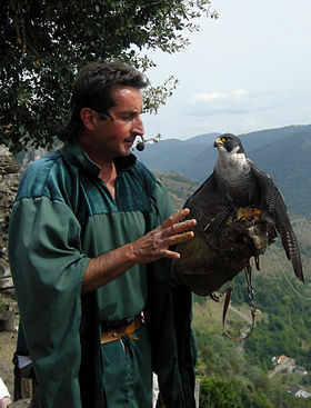 Fauconnier et son faucon pèlerin au château de Lordat (Ariège)