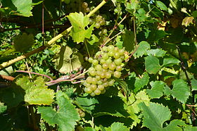 Madeleine Angevine grapes near ripeness.jpg