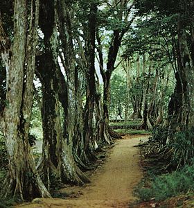 Image illustrative de l'article Parc national du Morne Seychellois