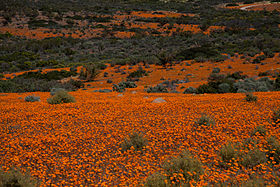 Image illustrative de l'article Parc national Namaqua