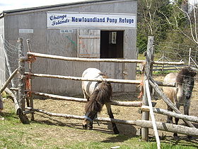 Newfoundland Ponies.jpg