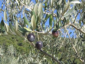 Image illustrative de l'article Olive noire de Nyons AOC