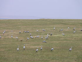 Image illustrative de l'article Parc national des Bonteboks