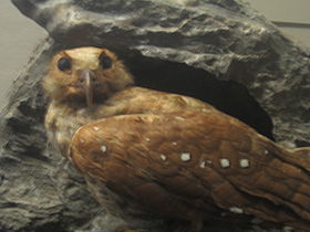 Image illustrative de l'article Parc national naturel Cueva de los Guácharos