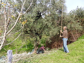Récolte d'olives à Ifenain Ilmathen