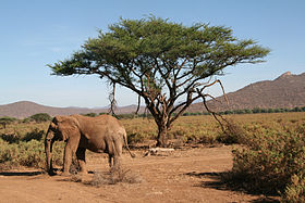 Image illustrative de l'article Réserve nationale de Samburu