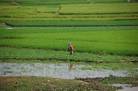Culture du riz près de Takeo (2008)