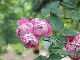 Image illustrative de l'article Reine Victoria (rose)