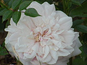 Image illustrative de l'article Souvenir de la Malmaison (rose)