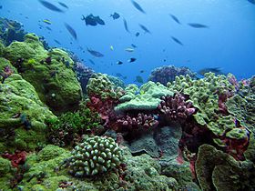 Récif corallien (atoll d'Enderbury)