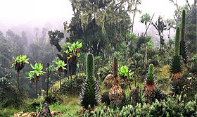 Image illustrative de l'article Parc national Rwenzori Mountains