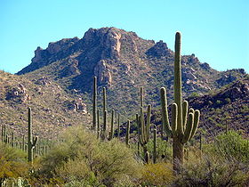 Image illustrative de l'article Parc national de Saguaro