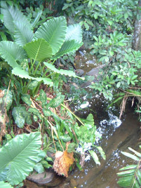 Image illustrative de l'article Réserve forestière de Sinharâja