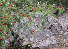 Image illustrative de l'article Réserve naturelle de Kivatch