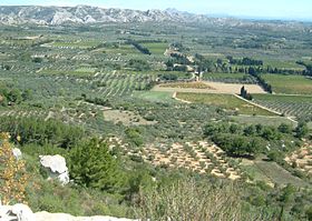 Image illustrative de l'article Olives cassées de la vallée des Baux-de-Provence AOC