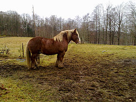Tellus the Ardennais horse.jpg