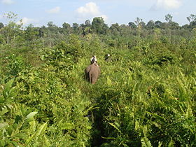 Image illustrative de l'article Parc national de Tesso Nilo