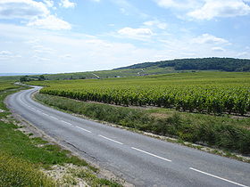 Les vignes au pied de la Montagne de Reims, à Trépail.