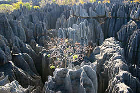 Image illustrative de l'article Réserve naturelle intégrale du Tsingy de Bemaraha