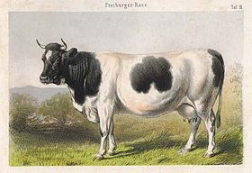 Vache fribourgeoise 1859.jpg