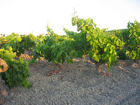 Vigne à Sanlucar de Barrameda