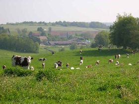 Villars-le-Sec : le village et les vaches