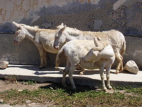 Wild albino donkeys.jpg